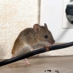 Mouse Threat: Learning from Experts Masters of Mouse Management