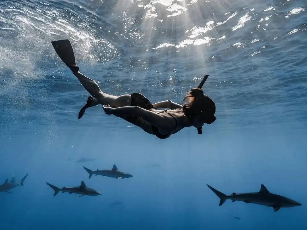 great white shark cage diving