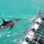 great white shark cage diving