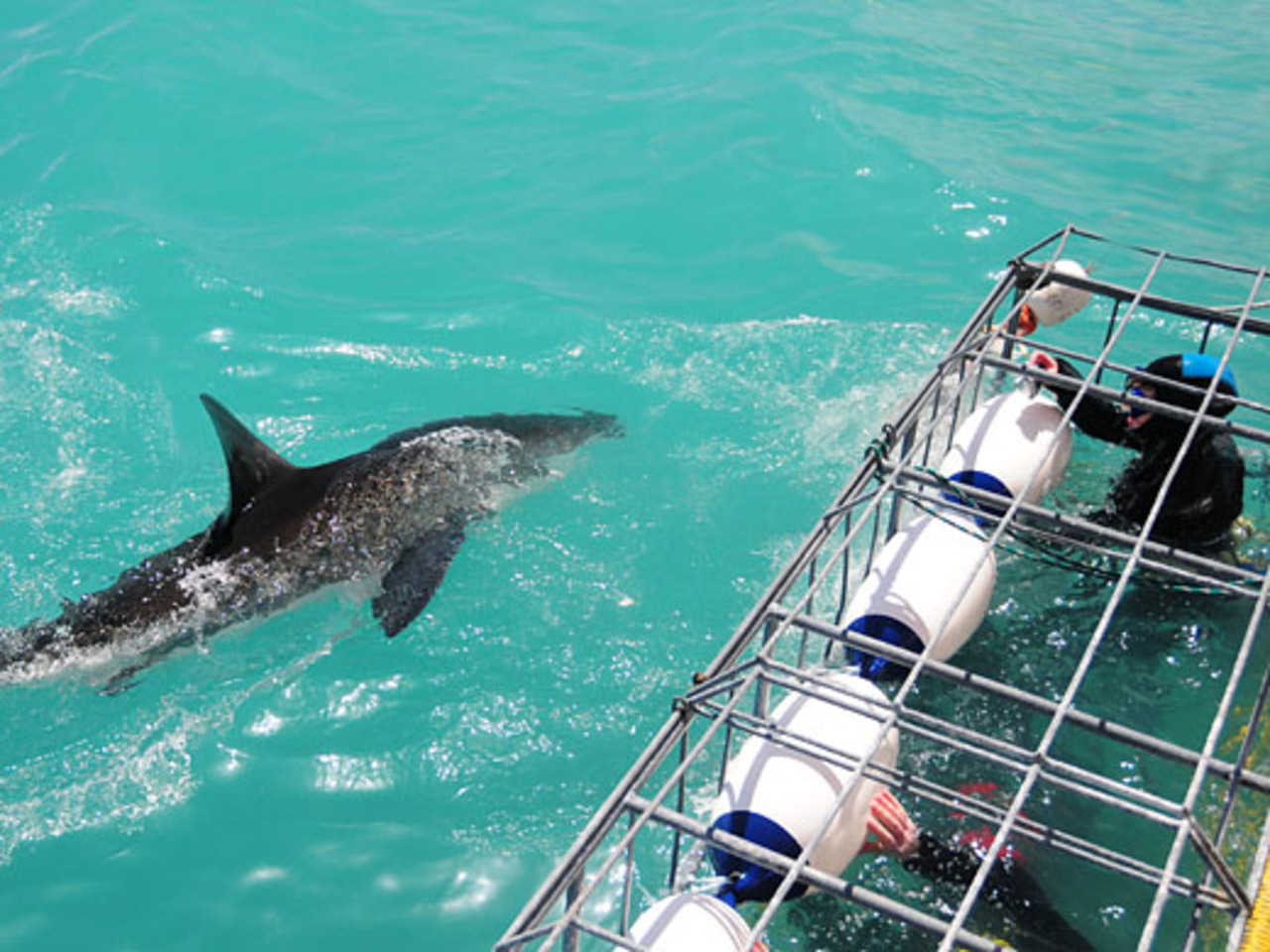 great white shark cage diving